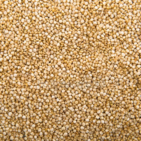 Quinoa Real Blanca 5Kg (FORMATO HOSTELERIA)